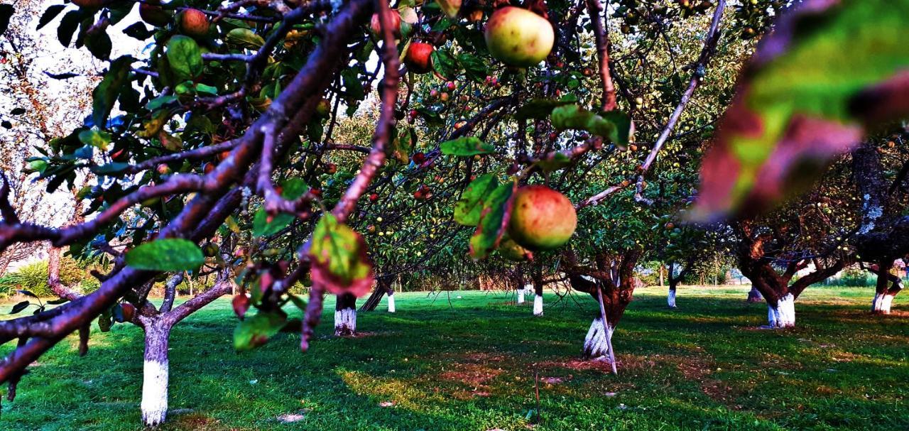 Pensiunea Agroturistica Ica Валя-Дрэганулуй Экстерьер фото